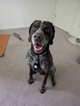 Rescue German Shorthaired Pointer Dogs for Adoption in Roy, Utah - Lucky | PetCurious