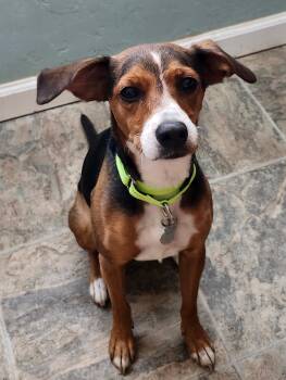 Jackie -  Beagle and Terrier Dog for Adoption in Elk Grove, California - Jackie | PetCurious