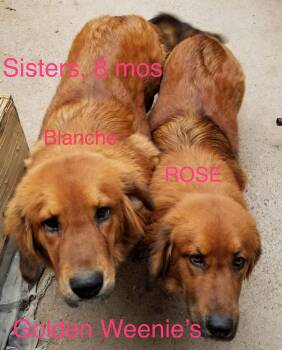 Rescue Dachshund and Golden Retriever Dogs for Adoption in Albuquerque, New Mexico - Blanche | PetCurious