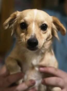 Rescue Chihuahua Dogs for Adoption in West Milwaukee, Wisconsin - Salem $475 | PetCurious