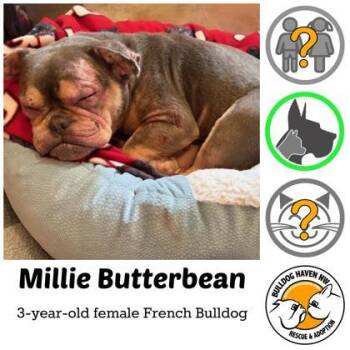 French Bulldog Dogs Available for Adoption in Bonney Lake, Washington - MILLIE BUTTERBEAN | PetCurious
