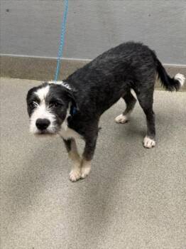 MILEY -  Schnauzer and Mixed Breed Dog for Adoption in Las Vegas, Nevada - MILEY | PetCurious