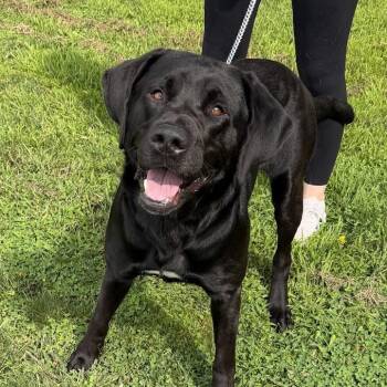 Kaiser -  Black Labrador Retriever Dog for Adoption in Waterloo, Iowa - Kaiser | PetCurious