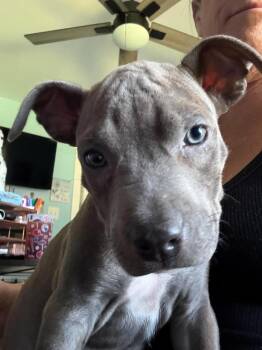 Storm (Marvel 7) -  Pit Bull Terrier and Mixed Breed Dog for Adoption - Storm (Marvel 7) | PetCurious