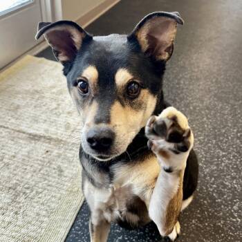 Mixed Breed Dogs Available for Adoption - Tuck | PetCurious