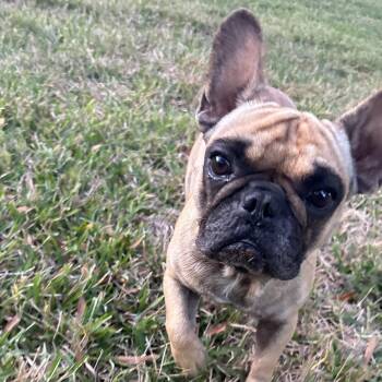 French Bulldog Dogs Available for Adoption - Russ | PetCurious