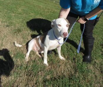 Rescue Terrier Dogs for Adoption in Hernando, Mississippi - Skye | PetCurious