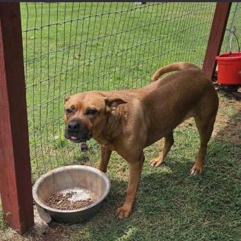 Boxer Dogs Available for Adoption - Tori | PetCurious