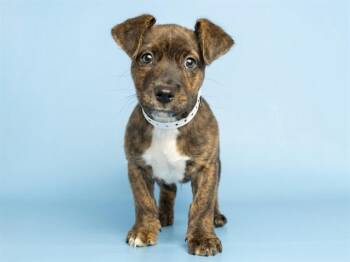 TBONE -  Pit Bull Terrier Dog for Adoption in Phoenix, Arizona - TBONE | PetCurious