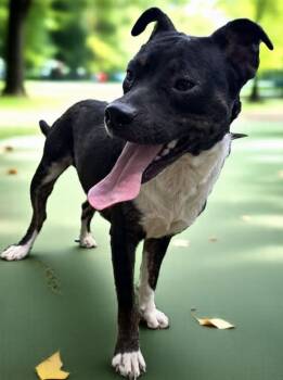 Rescue Australian Shepherd and Labrador Retriever Dogs for Adoption in Troy, Alabama - Jamison | PetCurious