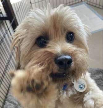 Chanel -  Shih Tzu Dog for Adoption in Larkfield-wikiup, California - Chanel | PetCurious