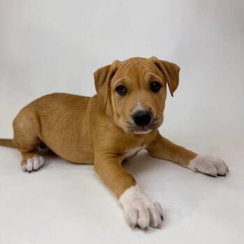 Labrador Retriever Dogs Available for Adoption - Vinni | PetCurious