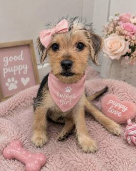 Latoya -  Yorkshire Terrier and Terrier Dog for Adoption in Newport Beach, California - Latoya | PetCurious