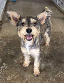 Rollie -  Schnauzer Dog for Adoption in Canutillo, Texas - Rollie | PetCurious