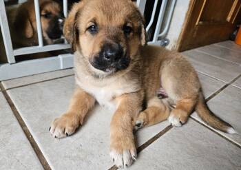 Rescue Labrador Retriever and Shepherd Dogs for Adoption in Calgary, Alberta - Wolverine | PetCurious