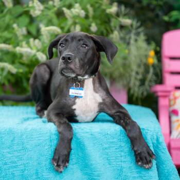 Guinness -  Labrador Retriever Dog for Adoption in Wake Forest, North Carolina - Guinness | PetCurious