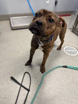 Sam -  Pit Bull Terrier Dog for Adoption in Bloomington, Indiana - Sam | PetCurious