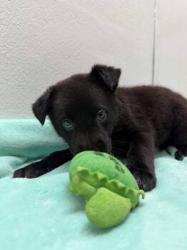 Shepherd and Catahoula Leopard Dog Dogs Available for Adoption - Stevie | PetCurious