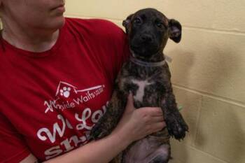 Labrador Retriever and Mixed Breed Dogs Available for Adoption in Kansas City, Missouri - Angelica | PetCurious