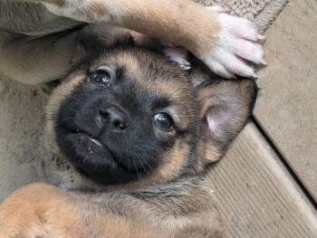 Shepherd and Catahoula Leopard Dog Dogs Available for Adoption in Holly Springs, North Carolina - Vincent | PetCurious