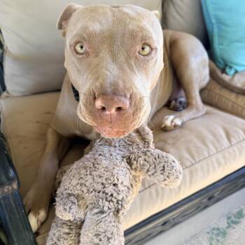 Dolly -  Pit Bull Terrier Dog for Adoption in Las Vegas, Nevada - Dolly | PetCurious