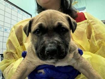 Mixed Breed Dogs Available for Adoption in Fort Worth, Texas - Honey Mustard | PetCurious