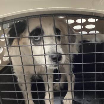 Collie Dogs Available for Adoption in Montgomery, Alabama - Blaze | PetCurious
