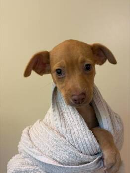 Zeus -  Mixed Breed Dog for Adoption in Honolulu, Hawaii - Zeus | PetCurious