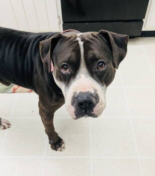 Rescue American Bulldog and Staffordshire Bull Terrier Dogs for Adoption in Germantown, Ohio - Rilo | PetCurious