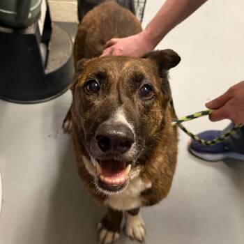 Mixed Breed Dogs Available for Adoption in Asheville, North Carolina - Juneau | PetCurious