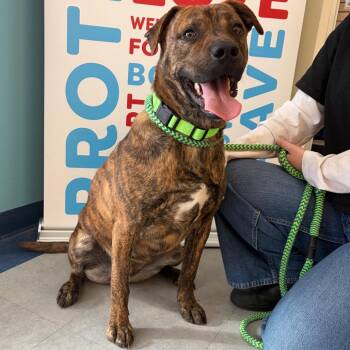Boone -  Mixed Breed Dog for Adoption in Morristown, Vermont - Boone | PetCurious
