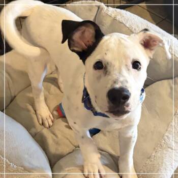 Wrangler -  Cattle Dog and Mixed Breed Dog for Adoption in Chandler, Arizona - Wrangler | PetCurious