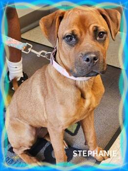 Stephanie -  Boxer Dog for Adoption in Whiting, Indiana - Stephanie | PetCurious