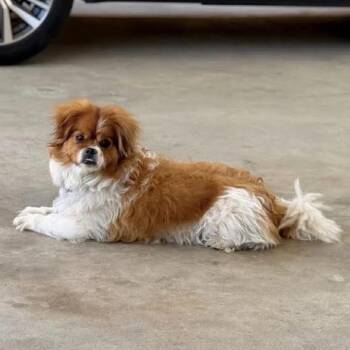 Chihuahua and Pug Dogs Available for Adoption in Sonoma, California - Dumpling | PetCurious