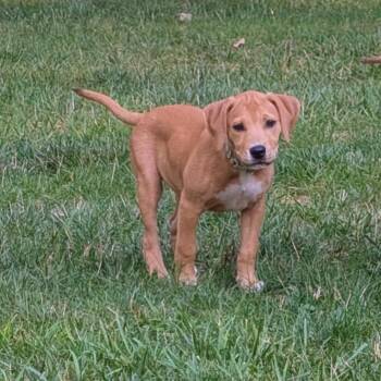 Honeybee -  Coonhound Dog for Adoption in Philadelphia, Pennsylvania - Honeybee | PetCurious