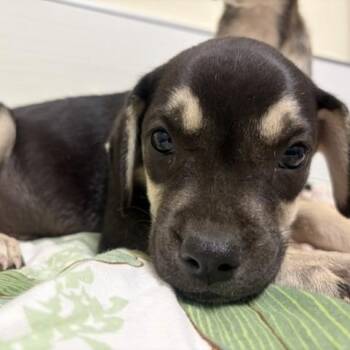 Big Mac -  Mixed Breed Dog for Adoption - Big Mac | PetCurious
