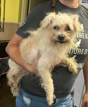 Found stray: Leopold -  Maltese and Yorkshire Terrier Dog for Adoption in Rockwall, Texas - Found Stray: Leopold | PetCurious