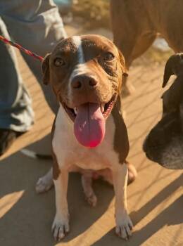 MILLER 425 -  Mixed Breed Dog for Adoption in New Berlin, Wisconsin - MILLER 425 | PetCurious