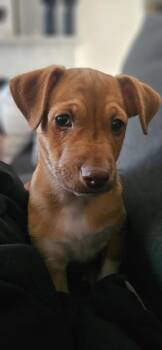 Dachshund and Chihuahua Dogs Available for Adoption - Zonin | PetCurious