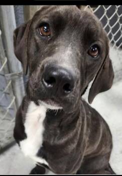 Rescue Labrador Retriever and Mixed Breed Dogs for Adoption in Pottstown, Pennsylvania - Bodi | PetCurious