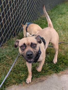 Subaru -  Mastiff and Terrier Dog for Adoption in Santa Rosa, California - Subaru | PetCurious