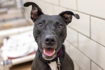 Bella -  Pit Bull Terrier and Mixed Breed Dog for Adoption in Golden Valley, Minnesota - Bella | PetCurious