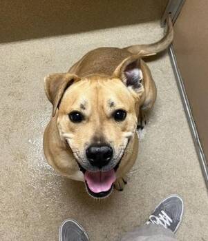 American Bulldog and Mixed Breed Dogs Available for Adoption in Longmont, Colorado - Buster | PetCurious