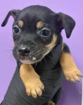 61230829 -  Mixed Breed Dog for Adoption in El Paso, Texas - 61230829 | PetCurious