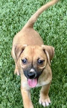 Dottie -  Terrier Dog for Adoption in Sarasota, Florida - Dottie | PetCurious