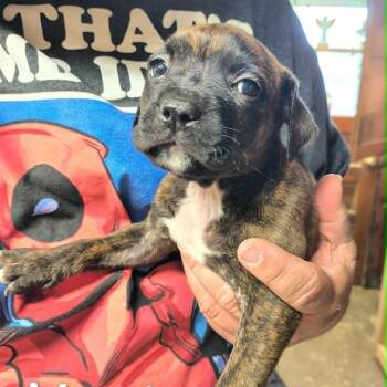 Maude -  Mixed Breed Dog Available for Adoption in Dekalb, Illinois - Maude | PetCurious