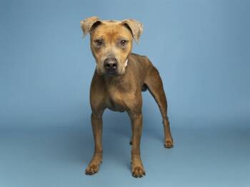 HENRY -  Pit Bull Terrier Dog for Adoption in Phoenix, Arizona - HENRY | PetCurious