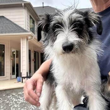 Terrier Dogs Available for Adoption in Conroe, Texas - Sutton | PetCurious