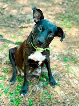 Rescue Labrador Retriever and Pit Bull Terrier Dogs for Adoption in Macon, Georgia - Fairy | PetCurious