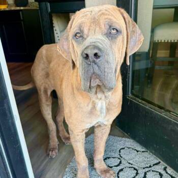 Odin -  Mastiff and Mixed Breed Dog for Adoption in Mead, Colorado - Odin | PetCurious